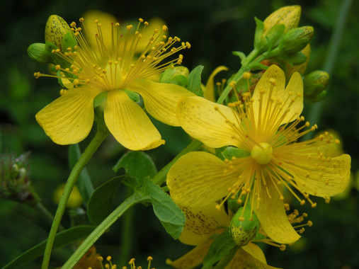 La verdadera historia evolutiva de un género de plantas (Hypericum)