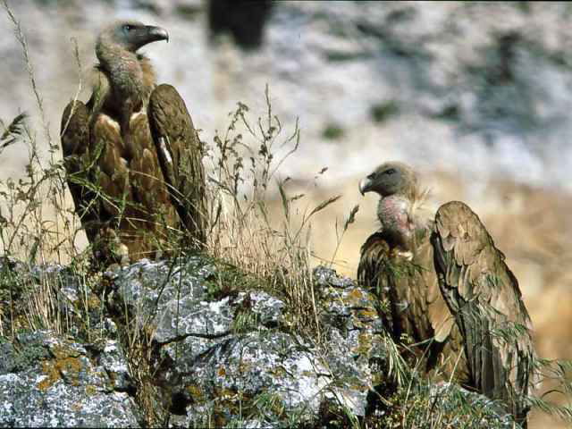 Andalucía. El Ayuntamiento de La Carolina entrega a Medio Ambiente un buitre leonado hallado por la Policía en la vía pública