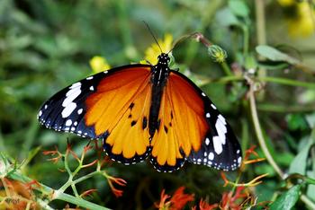 Apadrina una mariposa