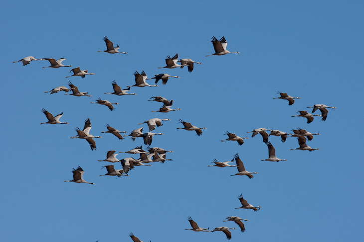 Aves migratorias y crisis climática