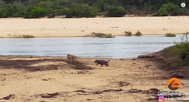 El bebé hipopótamo que defiende a su mamá de un ataque de león (Ver VIDEO)