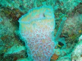 El calentamiento global afecta los corales de los Roques