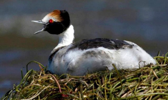 Argentina: Buscan que el macá tobiano sea declarado monumento natural