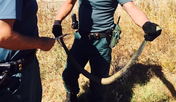 Liberan a una culebra atrapada en una red de recogida de pelotas de golf en Gandia