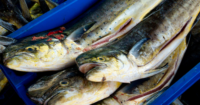 Piden un reparto justo de cuotas que beneficie a la pesca sostenible en el Cantábrico Noroeste