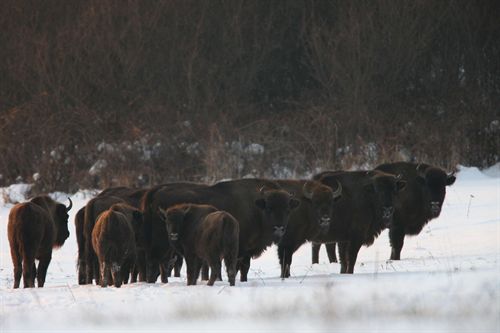 20 bisontes europeos serán reintroducidos en Rumanía
