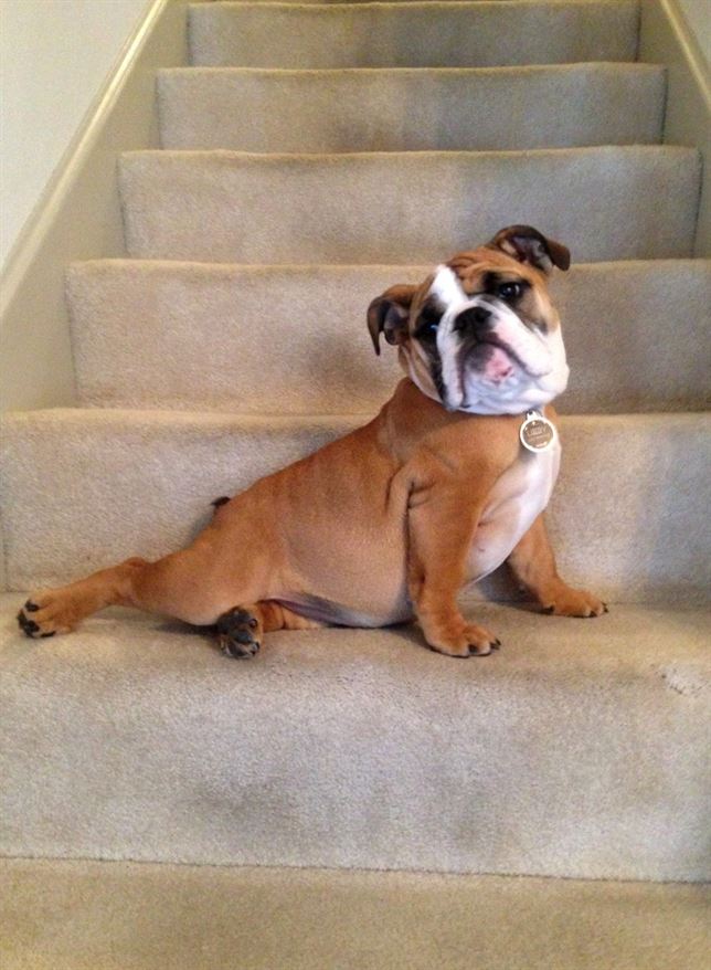 La ‘pasarela’ de moda animal