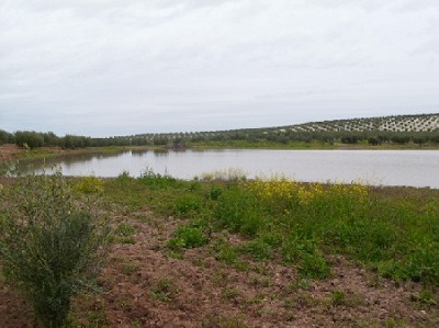 Los humedales de Baena en serio peligro