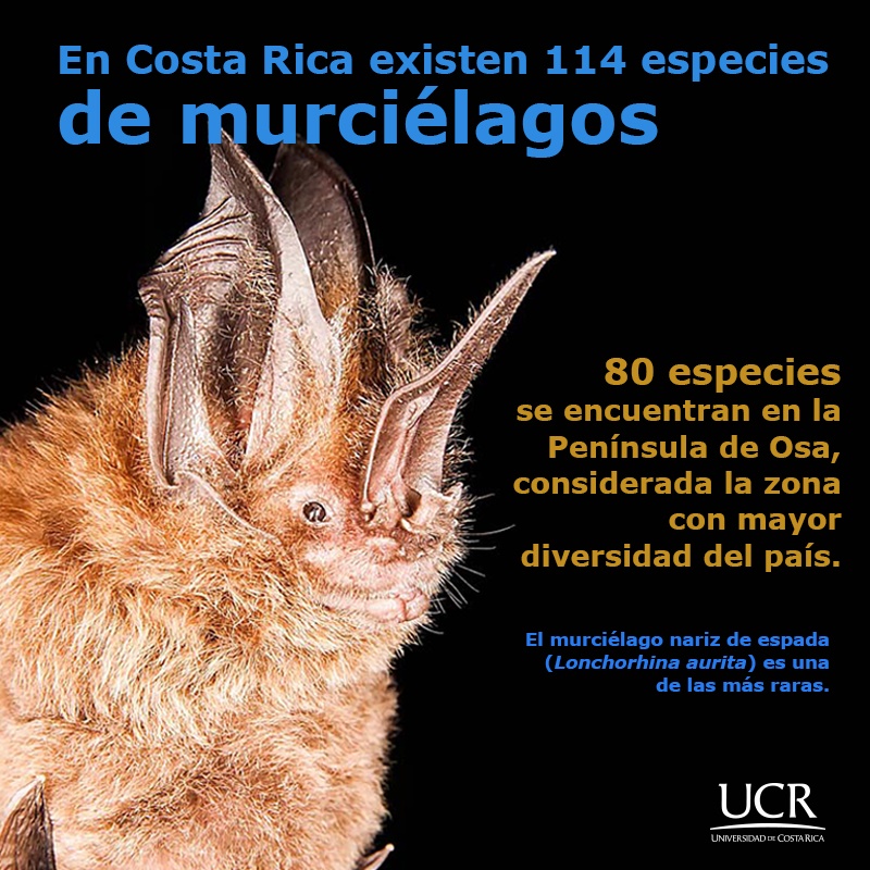 Investigan murciélagos y cavernas de la Zona Sur