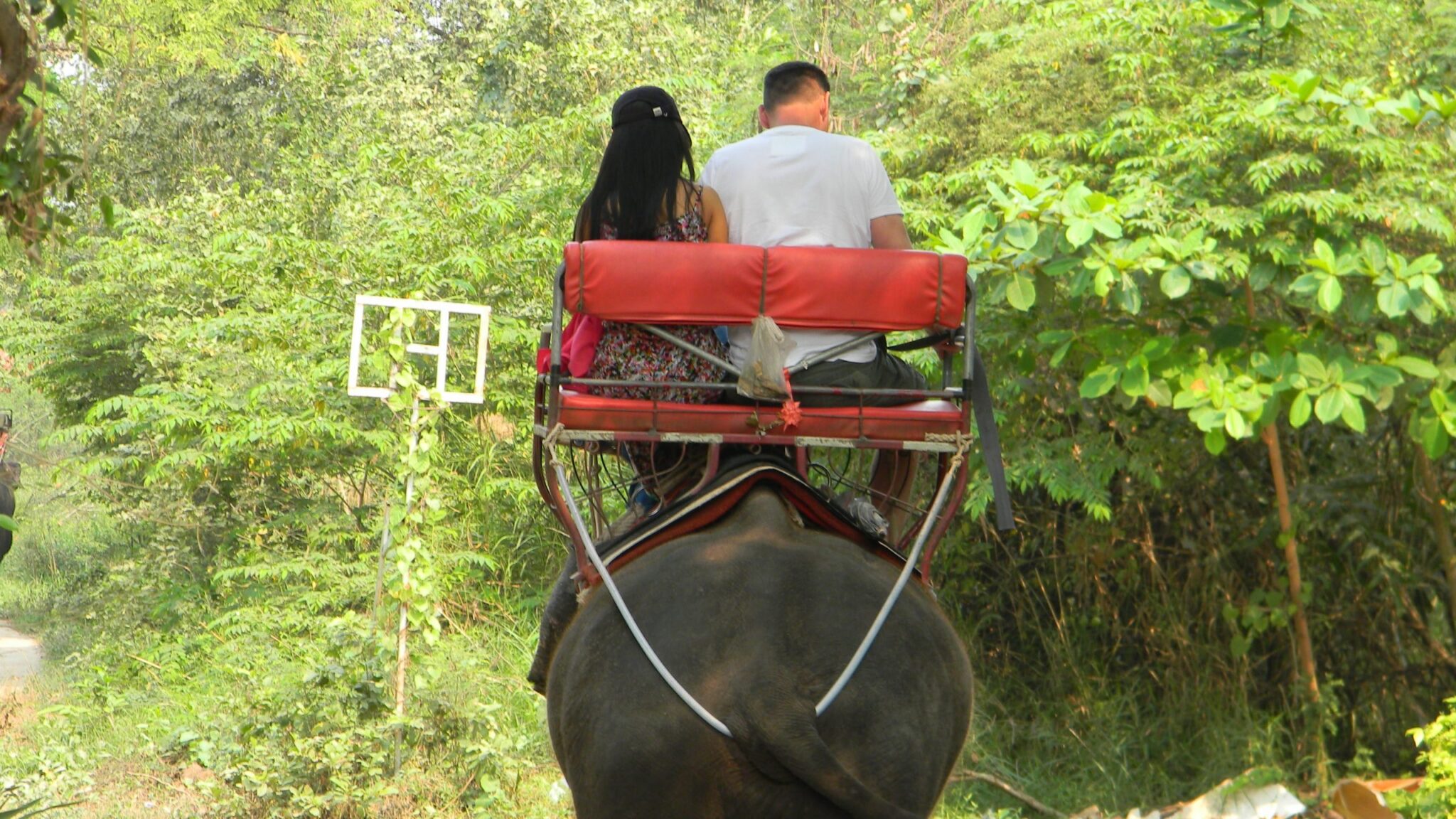 No te pasees a lomos de los elefantes asiáticos