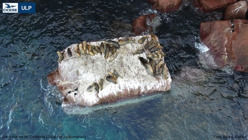 Lobos marinos ‘vigilados’ con drones en México