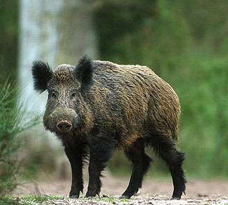 Los jabalíes se se aclimatan a la periferia de Oviedo