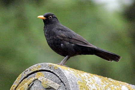 Los animales se adaptan a la vida de ciudad ajustando su comportamiento