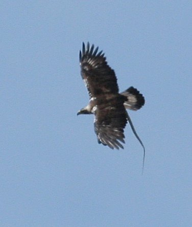 SEO/Birdlife abre el II concurso de plástica Imagina un águila imperial para alumnos primaria y secundaria