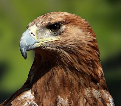 La estación de Atocha (Madrid) alberga hasta el 24 de enero una exposición divulgativa sobre el águila imperial ibérica