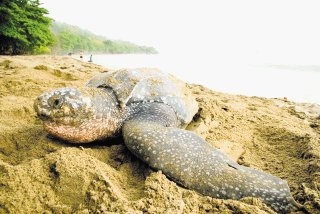 12% de animales y plantas del Pacífico oriental están en peligro