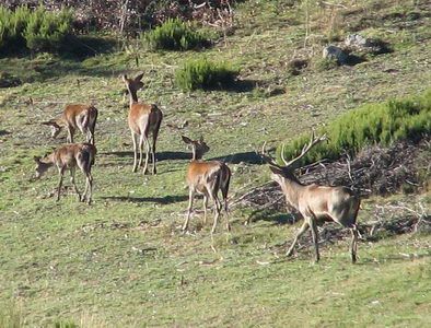 Detenidos dos furtivos en Palencia tras abatir tres venados
