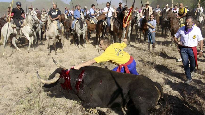 Asociación Parlamentaria en Defensa de los Animales pide que Tordesillas aproveche para "dejar atrás" el Toro de la Vega