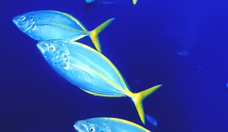 Científicos canarios avanzan en la producción semi-industrial de especies marinas de rápido crecimiento