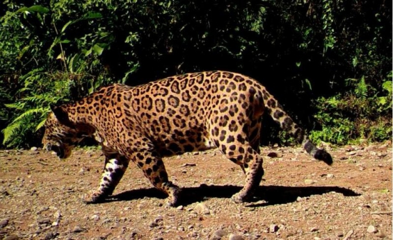 Nuevos registros de yaguareté en el Parque Nacional Baritú