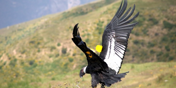 España incumple ‘sistemáticamente’ el compromiso de evitar la pérdida de biodiversidad para 2020