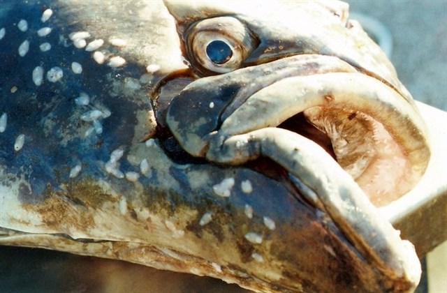 La presión pesquera diezma la población de peces viejos