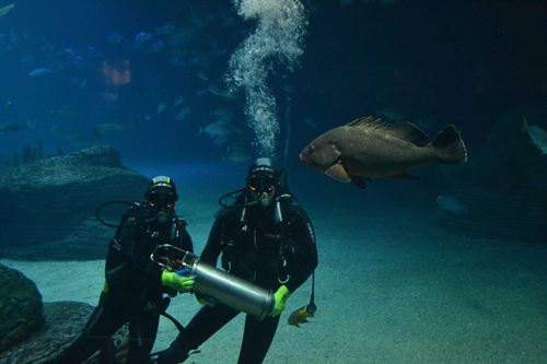 Innovador sistema para estudiar la biodiversidad y la contaminación acústica de los mares