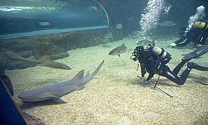 Aquarium de Roquetas de Mar