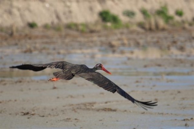 La amenazada cigüeña negra comienza su operación salida hacia África por los humedales españoles