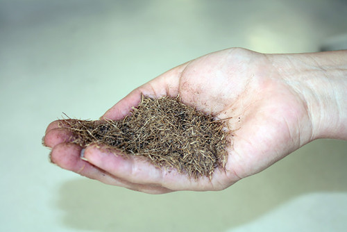 Hongos nativos transforman residuos de palma