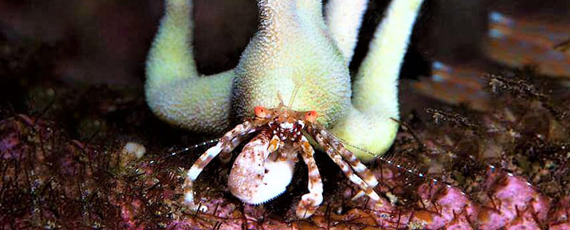 Qué sabemos sobre el cangrejito ermitaño