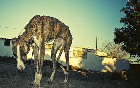 TODOS a la manifestación contra la caza con galgos y otras razas