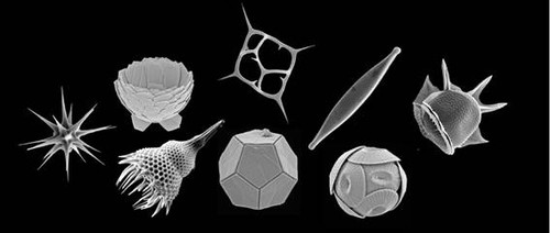 La increíble diversidad de los protistas marinos