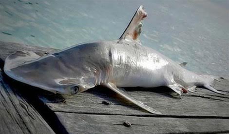 Hay que proteger la biodiversidad marina del arrecife de Belice