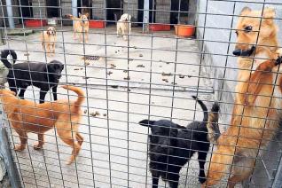 Galicia. Consello Galego de Protección de Animais Domésticos se ‘renueva’