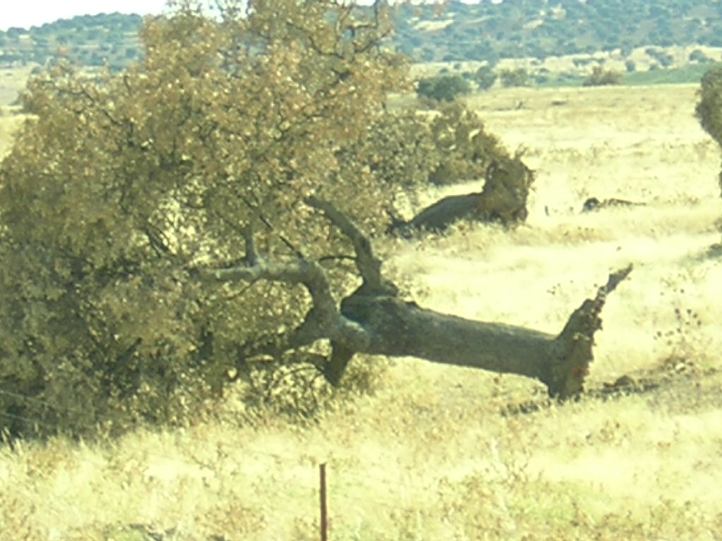 Ecologistas en Acción denuncia la tala de "más de 300 encinas centenarias" en Navalmoral de la Mata (Cáceres)