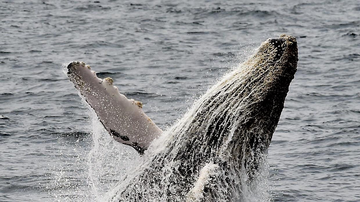 Prohíben a la Marina usar el sonar para proteger ballenas