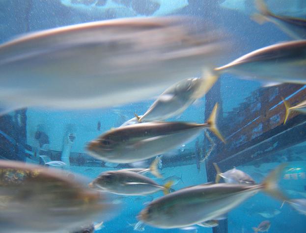 Los peces discuten a gritos