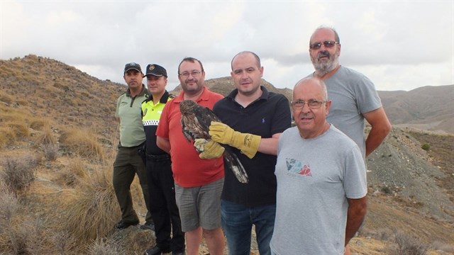 Liberado un ejemplar de águila perdicera en la sierra de Antas (Almería)