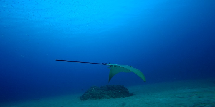 EL ÁGUILA del mar de Canarias