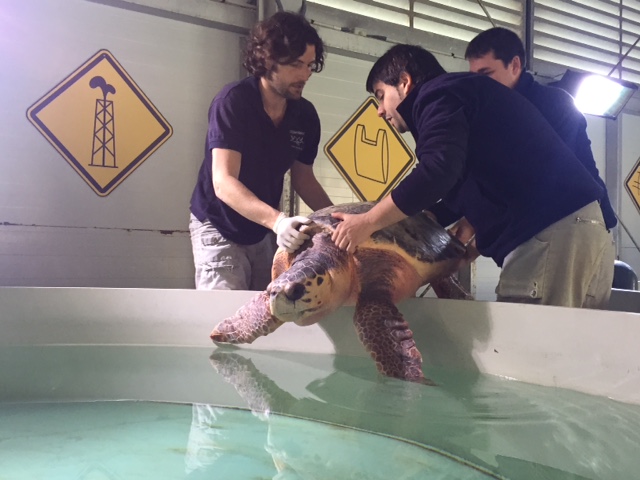 Una tortuga rescatada se recupera en el ARCA del Mar del Oceanogràfic