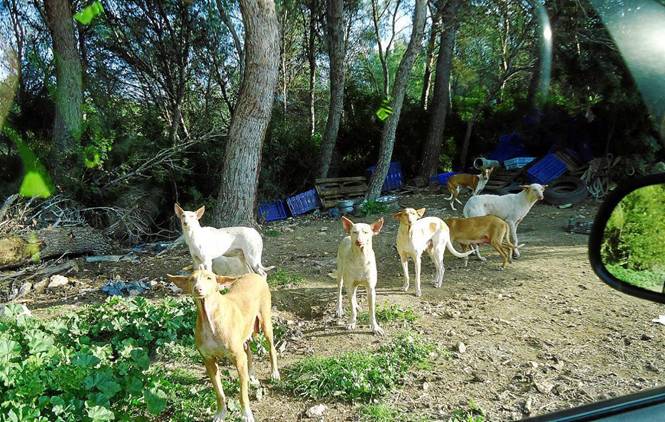 Perros ‘semisalvajes’ depredan fauna protegida del Llobregat (Barcelona)
