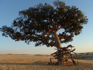 El debate sobre desarrollo sostenible en Río+20 debe adaptarse para considerar los servicios de los ecosistemas