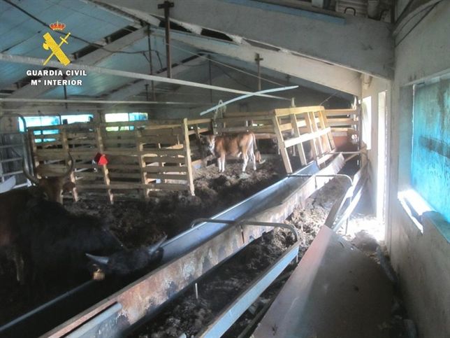 Imputado un ganadero de Burgos por 15 infracciones de abandono y maltrato de 37 animales domésticos