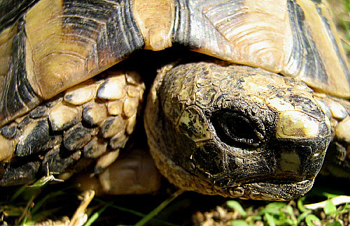 Liberan 300 ejemplares de Tortuga Mediterránea