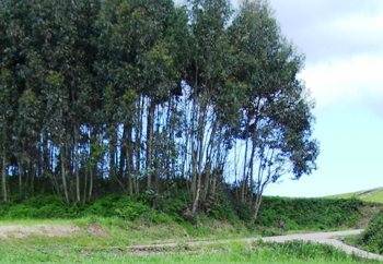 Te imaginas que el eucalipto fuera sólo un árbol