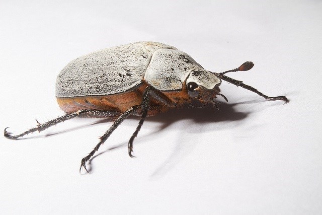 Garrapatas y la enfermedad de Lyme