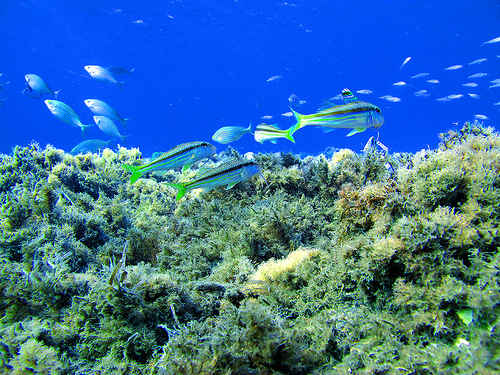 Museo subacuático para proteger arrecifes