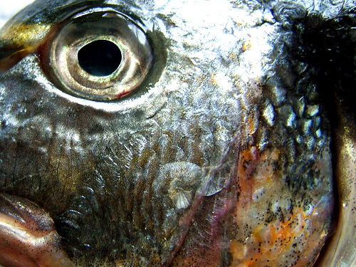 Cómo afecta al estrés a las hormonas de lenguado y dorada