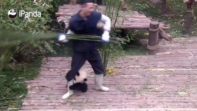 Bebé panda ‘mimoso’ (Ver VIDEO)